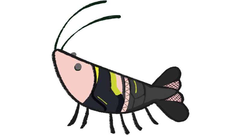 1.0 Squid Shrimp (Art by KaiPlaysKoi)